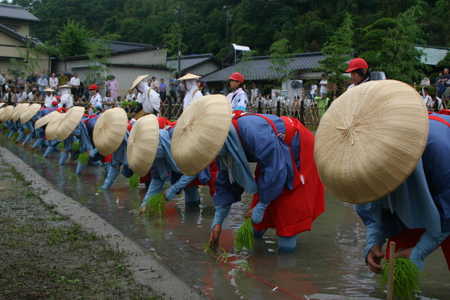 主基斎田お田植えまつり.jpg