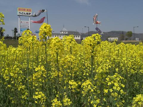 菜の花