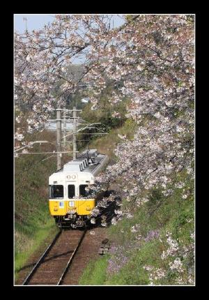 琴電挿頭丘駅の桜(中野 佳則)