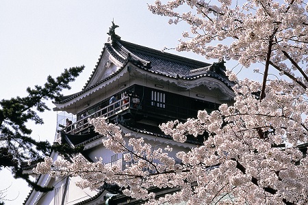 岡崎城と桜